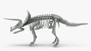 Triceratops Skeleton 3D Model