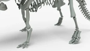 Triceratops Skeleton 3D Model