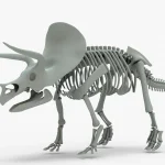 Triceratops Rigged Skeleton(20)