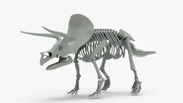 Triceratops Skeleton 3D Model