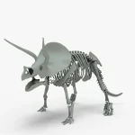 Triceratops Rigged Skeleton(23)