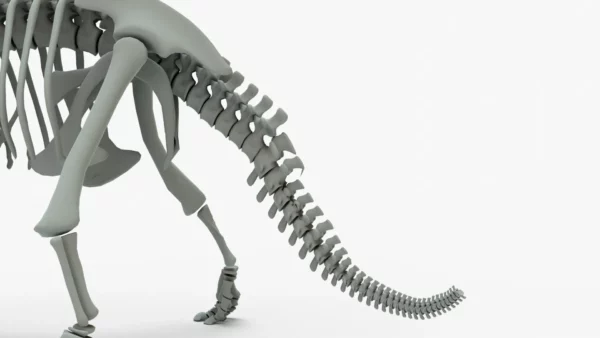 Triceratops Rigged Skeleton 3D Model 3D Model Creature Guard 10