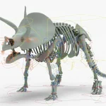 Triceratops Rigged Skeleton(4)