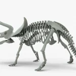 Triceratops Rigged Skeleton(7)
