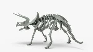 Triceratops Skeleton 3D Model