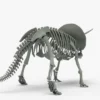 Triceratops Rigged Skeleton 3D Model 3D Model Creature Guard 29