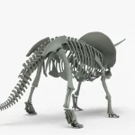 Triceratops Rigged Skeleton(8)