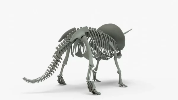 Triceratops Rigged Skeleton 3D Model 3D Model Creature Guard 5