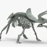 Triceratops Rigged Skeleton(9)