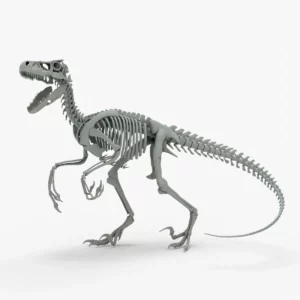 Atrociraptor Rigged Skeleton