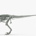 Atrociraptor Skeleton 3D Model