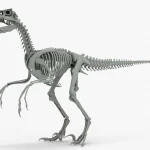 Atrociraptor Skeleton 3D Model