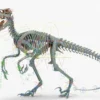 Atrociraptor Rigged Skeleton 3D Model 3D Model Creature Guard 40