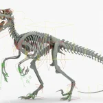 Atrociraptor Skeleton 3D Model