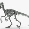 Atrociraptor 3D Model Rigged Basemesh Skeleton 3D Model Creature Guard 33