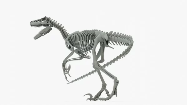 Atrociraptor Rigged Skeleton 3D Model 3D Model Creature Guard 6