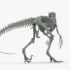 Atrociraptor Skeleton 3D Model