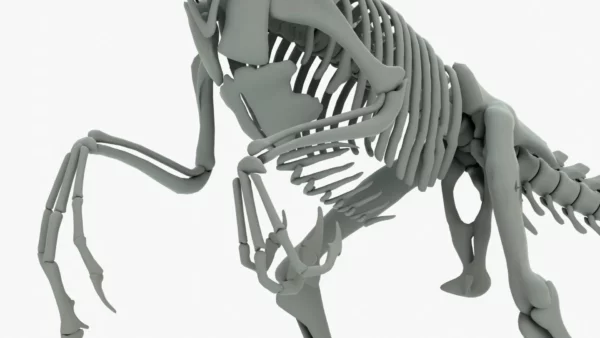 Atrociraptor 3D Model Rigged Basemesh Skeleton 3D Model Creature Guard 15