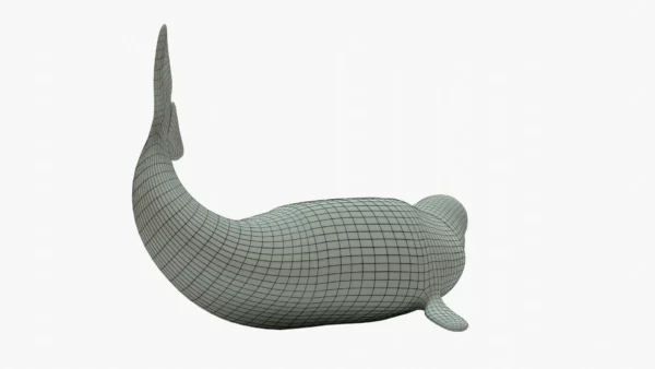 Beluga Whale 3D Model Rigged Basemesh 3D Model Creature Guard 9