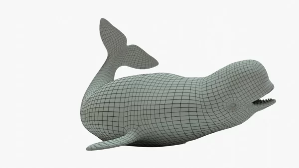 Beluga whale 3d model