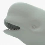 Beluga whale 3d model