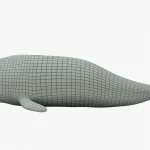 Beluga whale 3d model