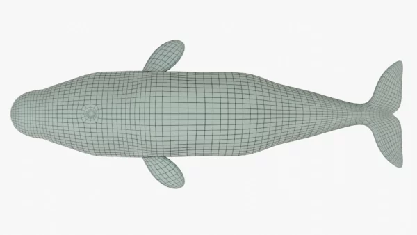 Beluga Whale 3D Model Rigged Basemesh 3D Model Creature Guard 18