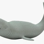 Beluga whale 3d model