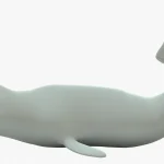 Beluga whale 3d model
