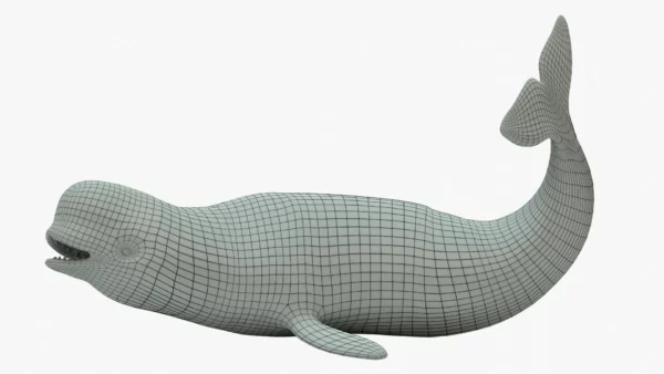 Beluga Whale 3D Model Rigged Basemesh 3D Model Creature Guard 5