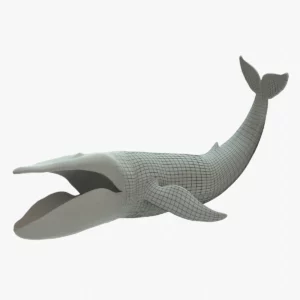 Blue Whale 3D Model Rigged Basemesh