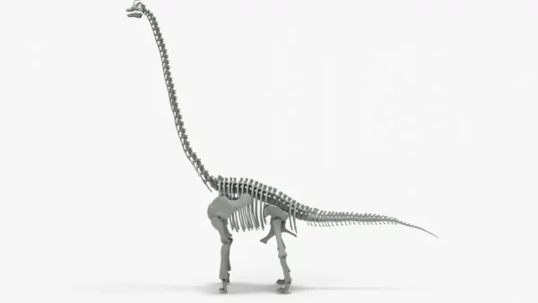 Brachiosaurus Rigged Skeleton 3D Model Creature Guard 5