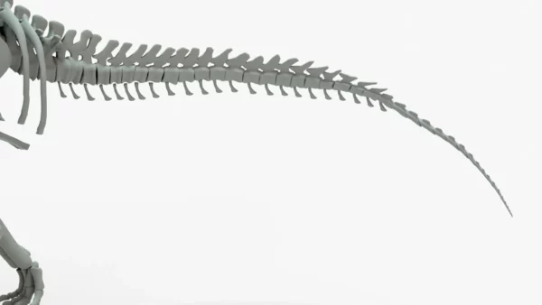 Brachiosaurus Rigged Skeleton 3D Model Creature Guard 10