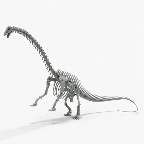 Brontosaurus 3D Model Rigged Skeleton
