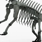 Brontosaurus Skeleton 3D Model