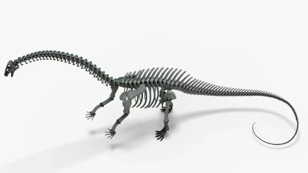 Brontosaurus 3D Model Rigged Skeleton 3D Model Creature Guard 14