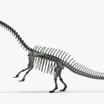 Brontosaurus Skeleton 3D Model