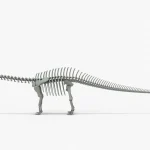 Brontosaurus Skeleton 3D Model