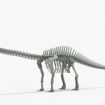 Brontosaurus Skeleton 3D Model