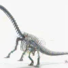 Brontosaurus 3D Model Rigged Skeleton 3D Model Creature Guard 44
