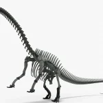 Brontosaurus Skeleton 3D Model