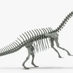 Brontosaurus Skeleton 3D Model