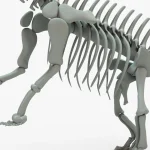 Brontosaurus Skeleton 3D Model