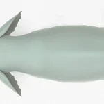 Elephant top view