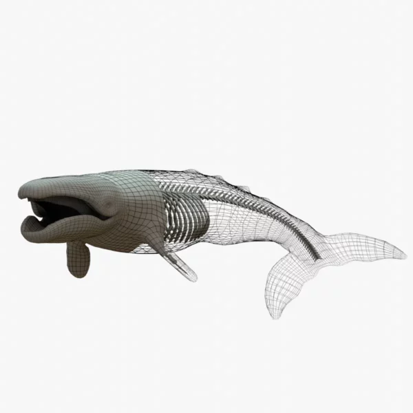 Gray Whale 3D Model Rigged Basemesh Skeleton