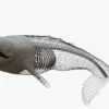 Gray Whale 3D Model Rigged Basemesh Skeleton 3D Model Creature Guard 22