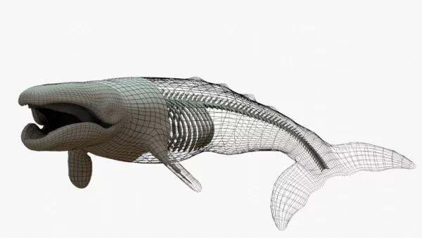 Gray Whale 3D Model Rigged Basemesh Skeleton 3D Model Creature Guard 2
