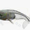 Gray Whale 3D Model Rigged Basemesh Skeleton 3D Model Creature Guard 23