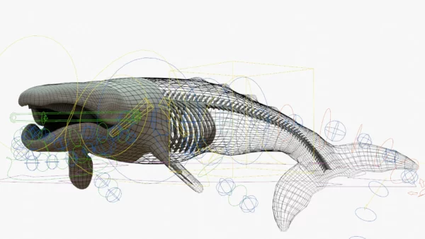 Gray Whale 3D Model Rigged Basemesh Skeleton 3D Model Creature Guard 3
