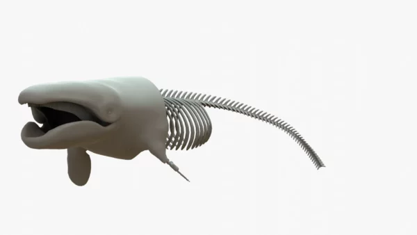 Gray Whale 3D Model Rigged Basemesh Skeleton 3D Model Creature Guard 4